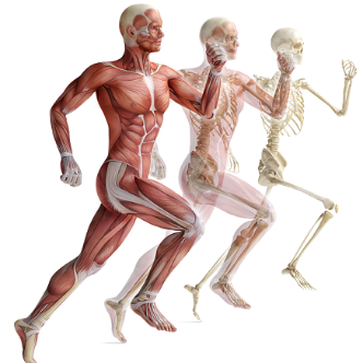 İnsan Anatomisi ve Kinesiyoloji